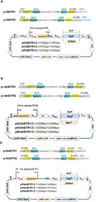 Development of a set of novel binary expression vectors for plant gene function analysis and genetic transformation